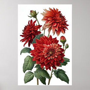 Poster d'impression de l'art des fleurs Red Dahlia