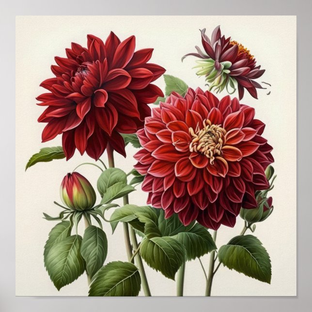 Poster d'impression de l'art des fleurs Red Dahlia (Devant)