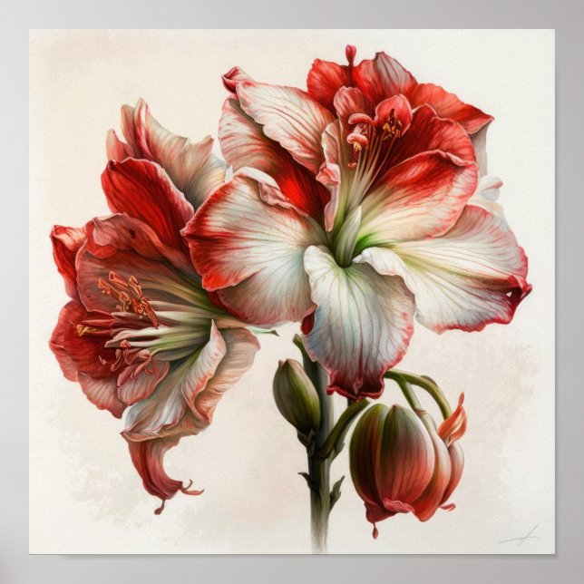 Poster d'impression de l'Art Fleur Rouge Amaryllis (Devant)