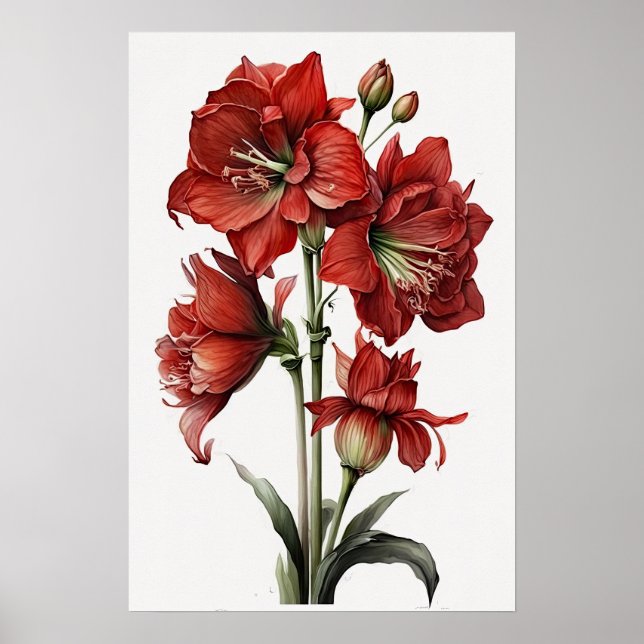 Poster d'impression de l'Art Fleur Rouge Amaryllis (Devant)