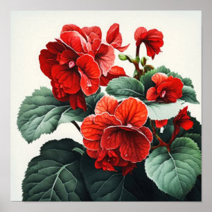 Poster d'impression de l'Art Fleuri Red Begonias