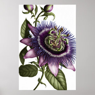 Poster d'impression de l'art floral de la passion 