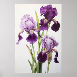 Poster d'impression de l'art floral Irises violet