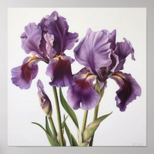 Poster d'impression de l'art floral Irises violet