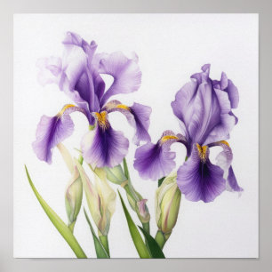 Poster d'impression de l'art floral Irises violet