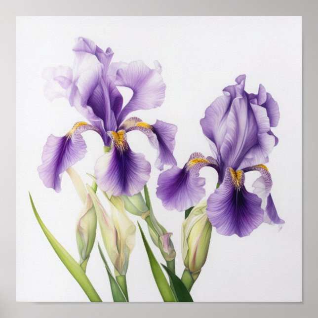 Poster d'impression de l'art floral Irises violet (Devant)