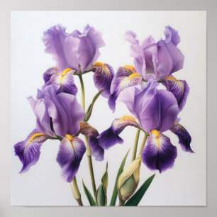 Poster d'impression de l'art floral Irises violet