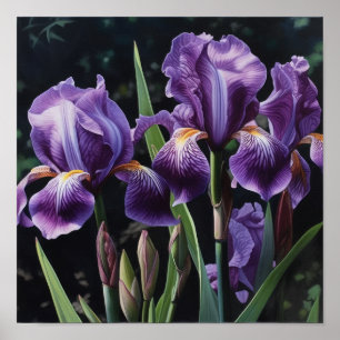 Poster d'impression de l'art floral Irises violet