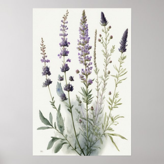 Poster d'impression de l'art Lavender Flower (Devant)