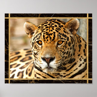 Poster d'impression de l'image Jaguar