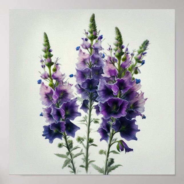 Poster d'impression de violet Delphinium (Devant)