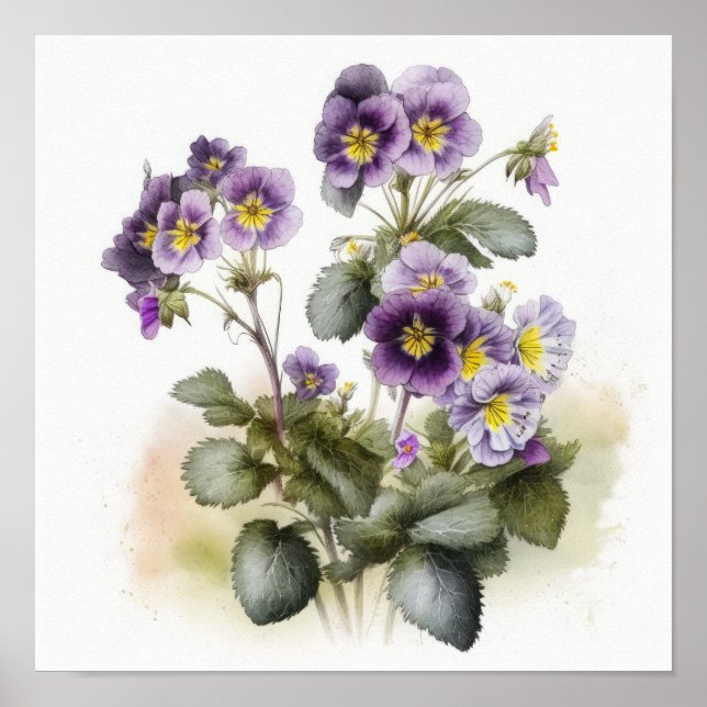 Poster d'impression de violet Primrose (Devant)