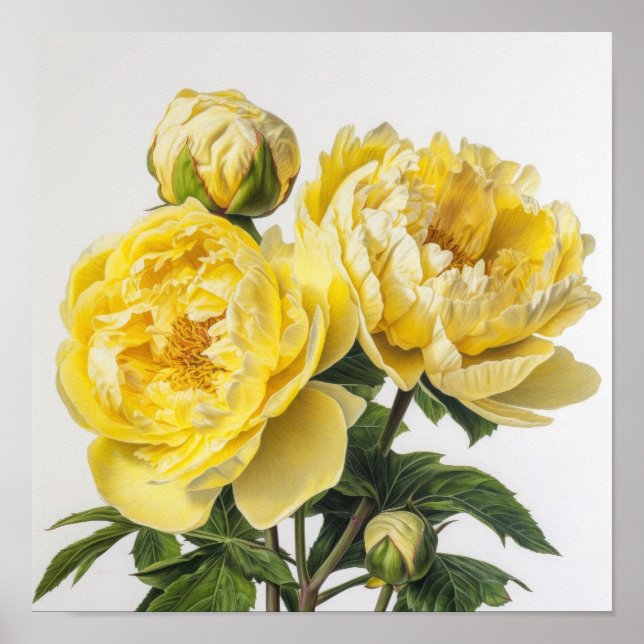 Poster d'impression des peonies jaunes (Devant)