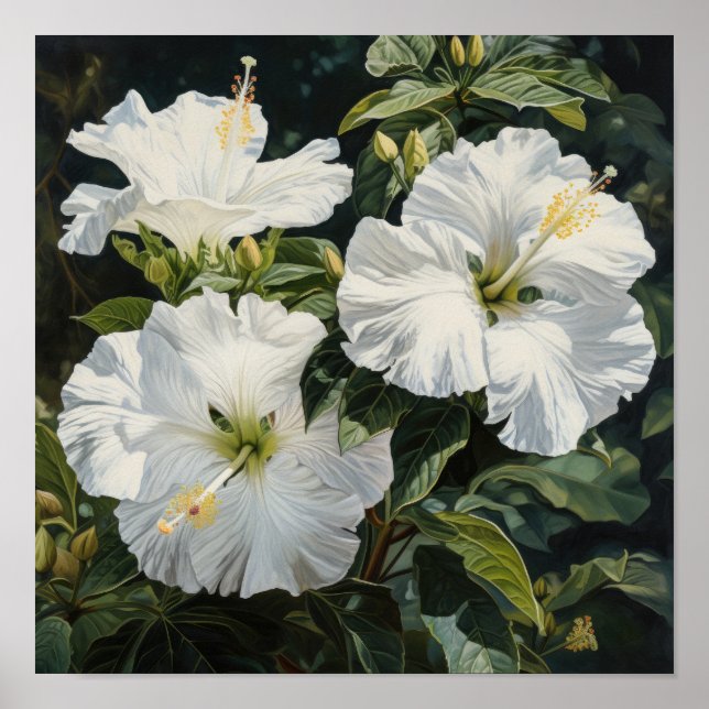 Poster d'impression d'Hibiscus blanc (Devant)