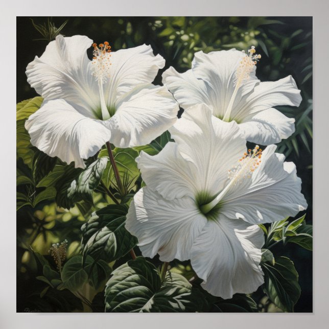 Poster d'impression d'Hibiscus blanc (Devant)