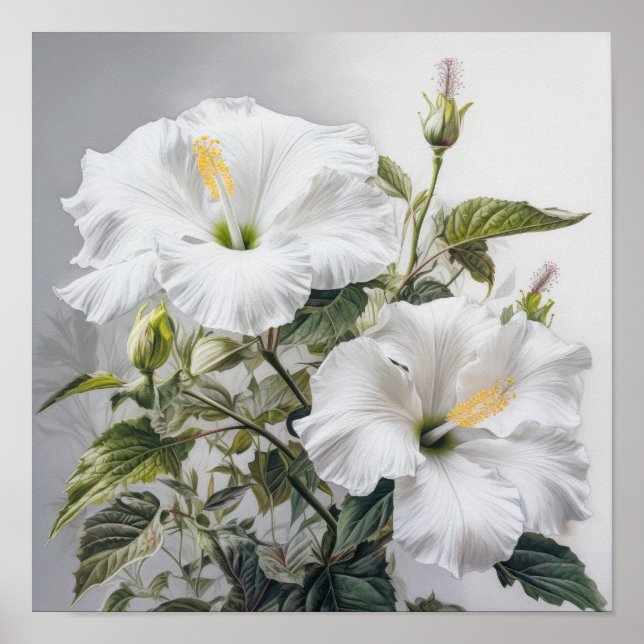 Poster d'impression d'Hibiscus blanc (Devant)