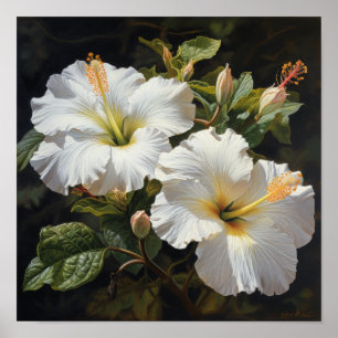 Poster d'impression d'Hibiscus blanc