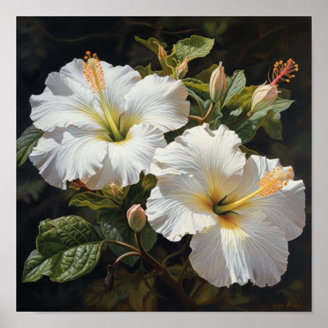 Poster d'impression d'Hibiscus blanc (Devant)
