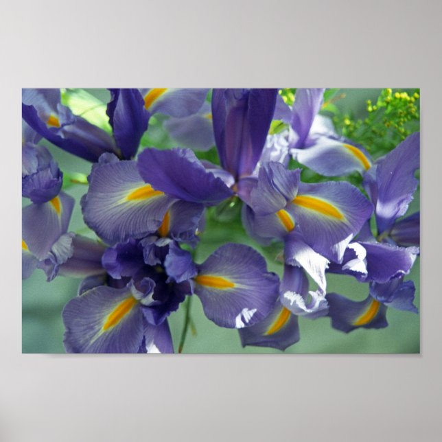 Poster d'impression d'Iris violet (Devant)