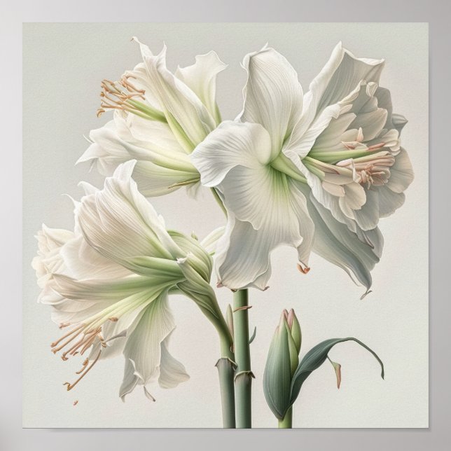 Poster d'impression en blanc Amaryllis Flower Art (Devant)