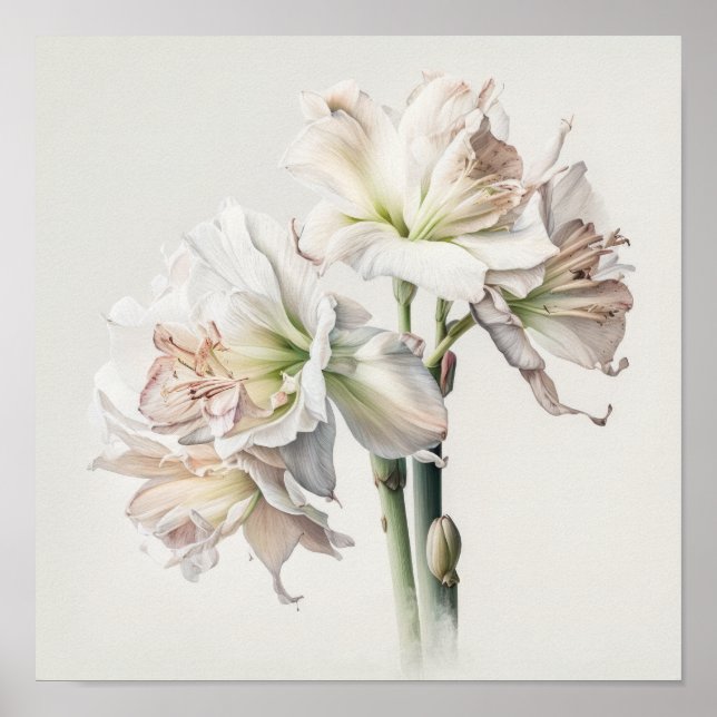 Poster d'impression en blanc Amaryllis Flower Art (Devant)