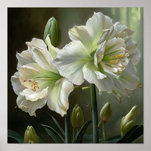 Poster d'impression en blanc Amaryllis Flower Art