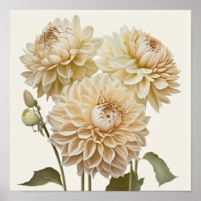 Poster d'impression en blanc Dahlias (Devant)