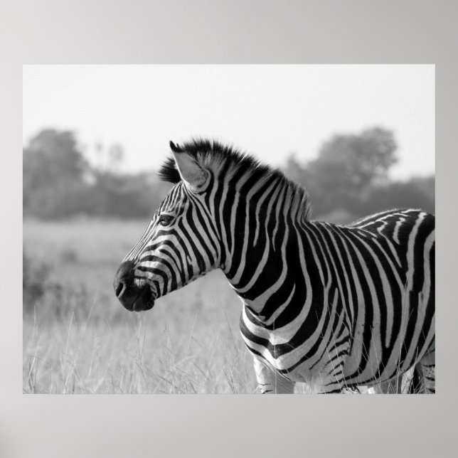 Poster d'impression en noir et blanc Zebra (Devant)