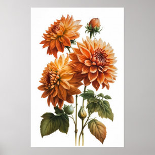 Poster d'impression Orange Dahlias