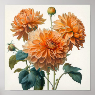 Poster d'impression Orange Dahlias