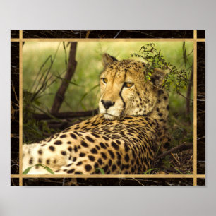 Poster d'impression photo de Cheetah