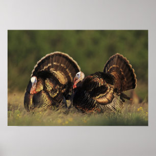 Poster Dindon sauvage, Meleagris gallopavo,mâles