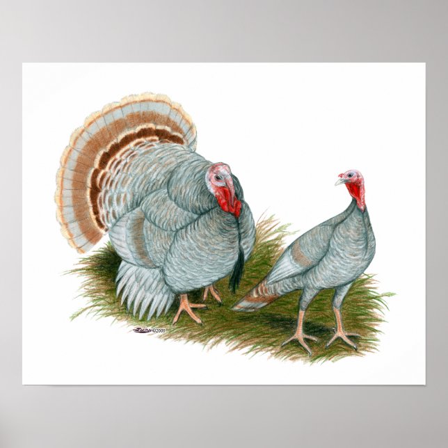 Poster Dindons : Lilac (Devant)