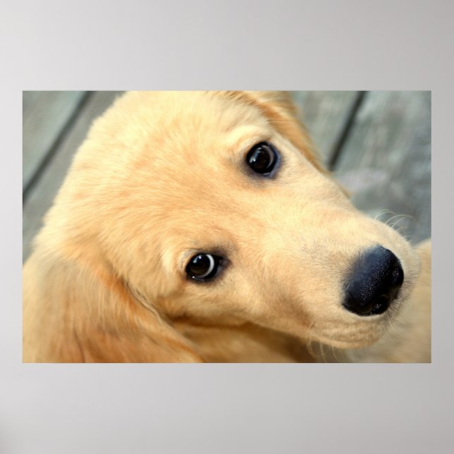 Poster d'Innocent Abby (Devant)