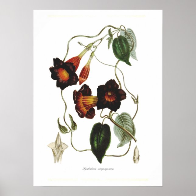 Poster Dipladenia atropurpurea (Devant)