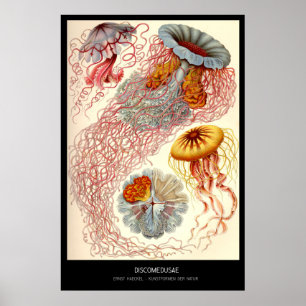 Poster Discomedusae - plat 8 - der Natur de Kunstformen