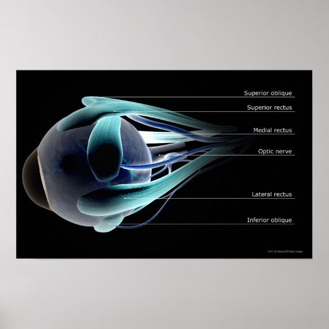 Poster Disposition de tous les muscles de l'oeil humain (Devant)