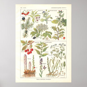 Poster Diurétique d'herbes de plantes médicinales en