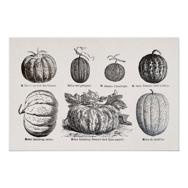 Poster Diverses espèces de melons (Devant)