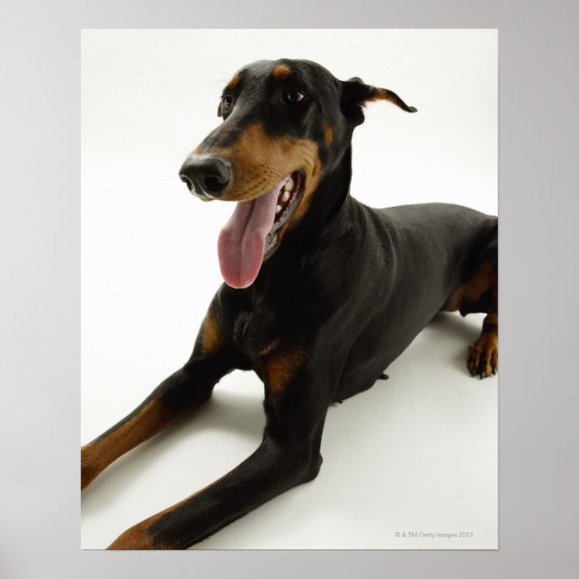 Poster Doberman Pinscher 2 (Devant)