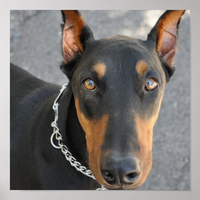 Poster Doberman Pinscher Dog Print (Devant)
