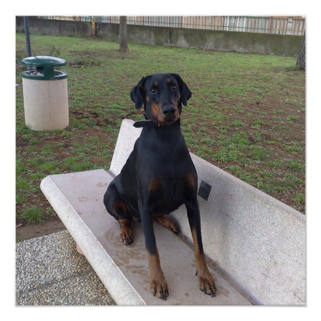 Poster doberman pinting (Devant)
