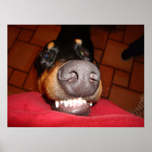 POSTER DOBERMAN SOURIANT