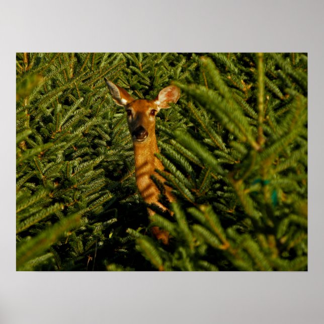 Poster Doe in Pine Trees (Devant)