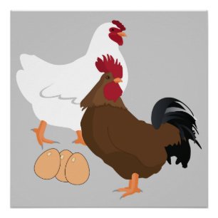 Poster d'oeufs de coq de poulet (20"x20")