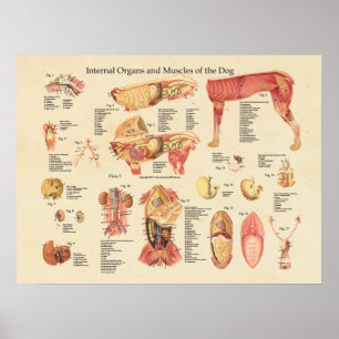 Poster Dog Internal Organ Anatomy Wall Chart