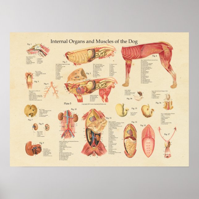 Poster Dog Internal Organ Anatomy Wall Chart (Devant)