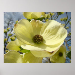 Poster Dogwood Flower art empreintes Dogwood Tree