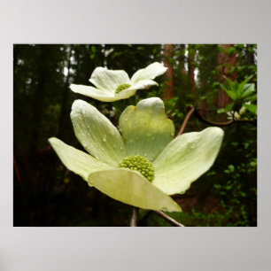 Poster Dogwoods et séquoias dans le parc national Yosemit