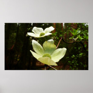 Poster Dogwoods et séquoias dans le parc national Yosemit